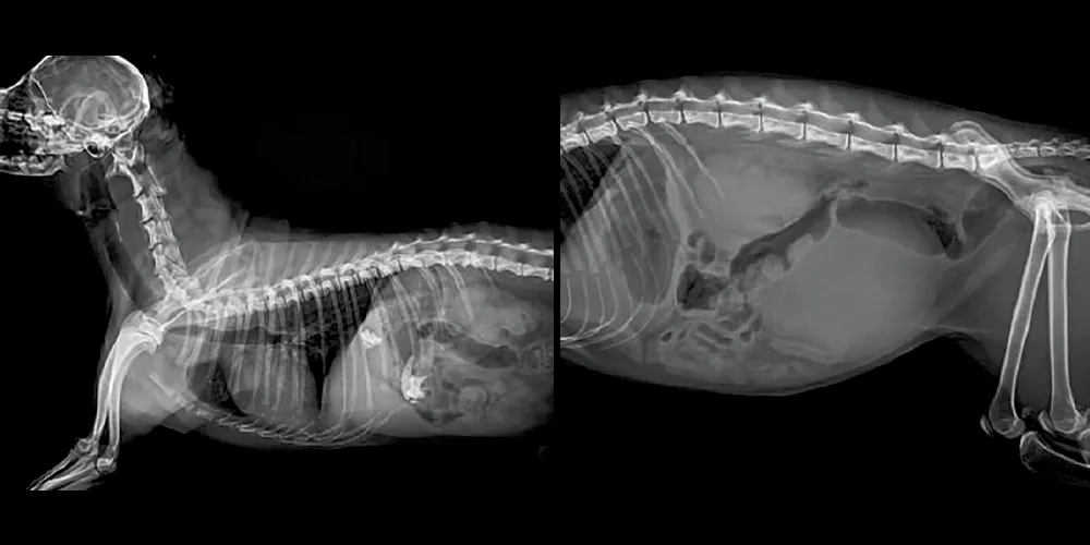 Radiografía Veterinaria Alta Calidad