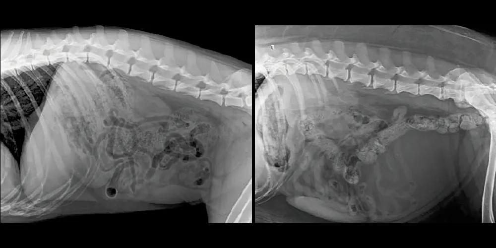 Detalle Radiográfico Veterinario